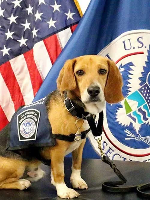 A Beagle Brigade detection dog named Murray poses in front of U.S. Customs and Border Protection and American flags, wearing a uniform vest and leash.