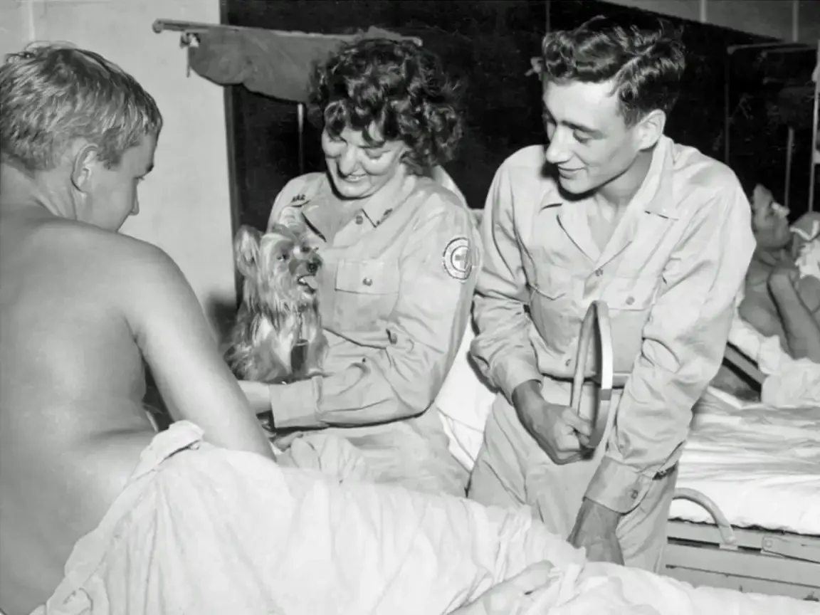Black and white photo: nurse holds a Yorkshire Terrier toward a shirtless patient in a hospital bed; a young soldier looks on.
