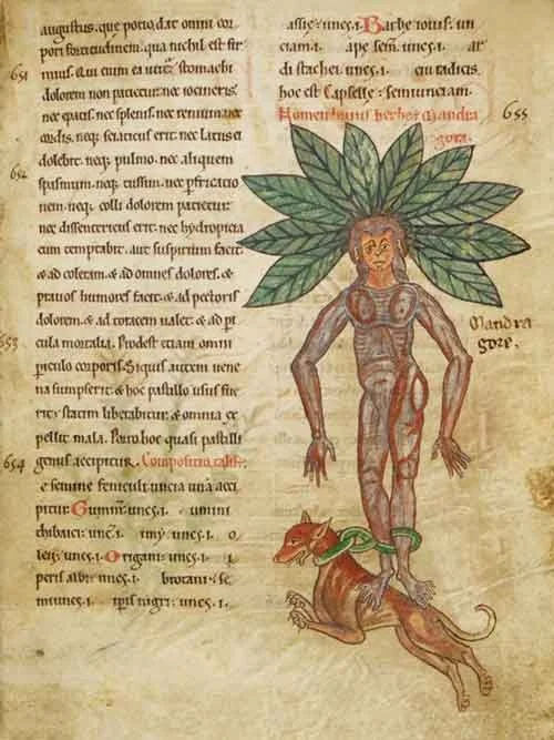 Medieval illustration of a mandrake root as a human figure with leafy crown, tied to a dog pulling at its feet, with Latin text on the manuscript page.