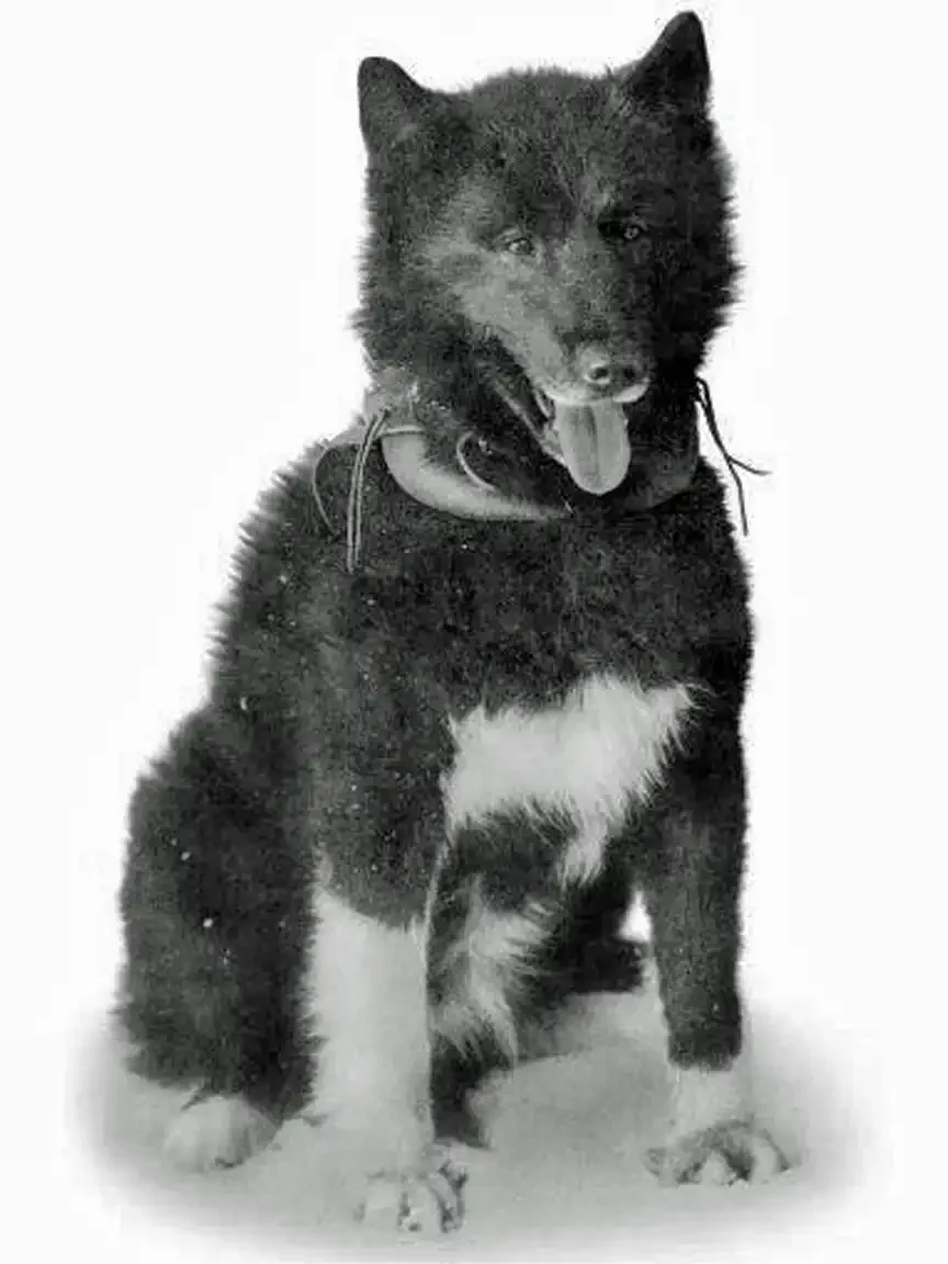 A black-and-white photo of a husky-type dog sitting in snow, panting with its tongue out, wearing a leather harness, facing slightly to one side