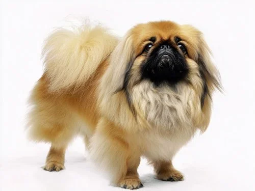 A golden-sable Pekingese standing in show pose, displaying the breed's characteristic flat face, heavy mane, and bowed front legs.