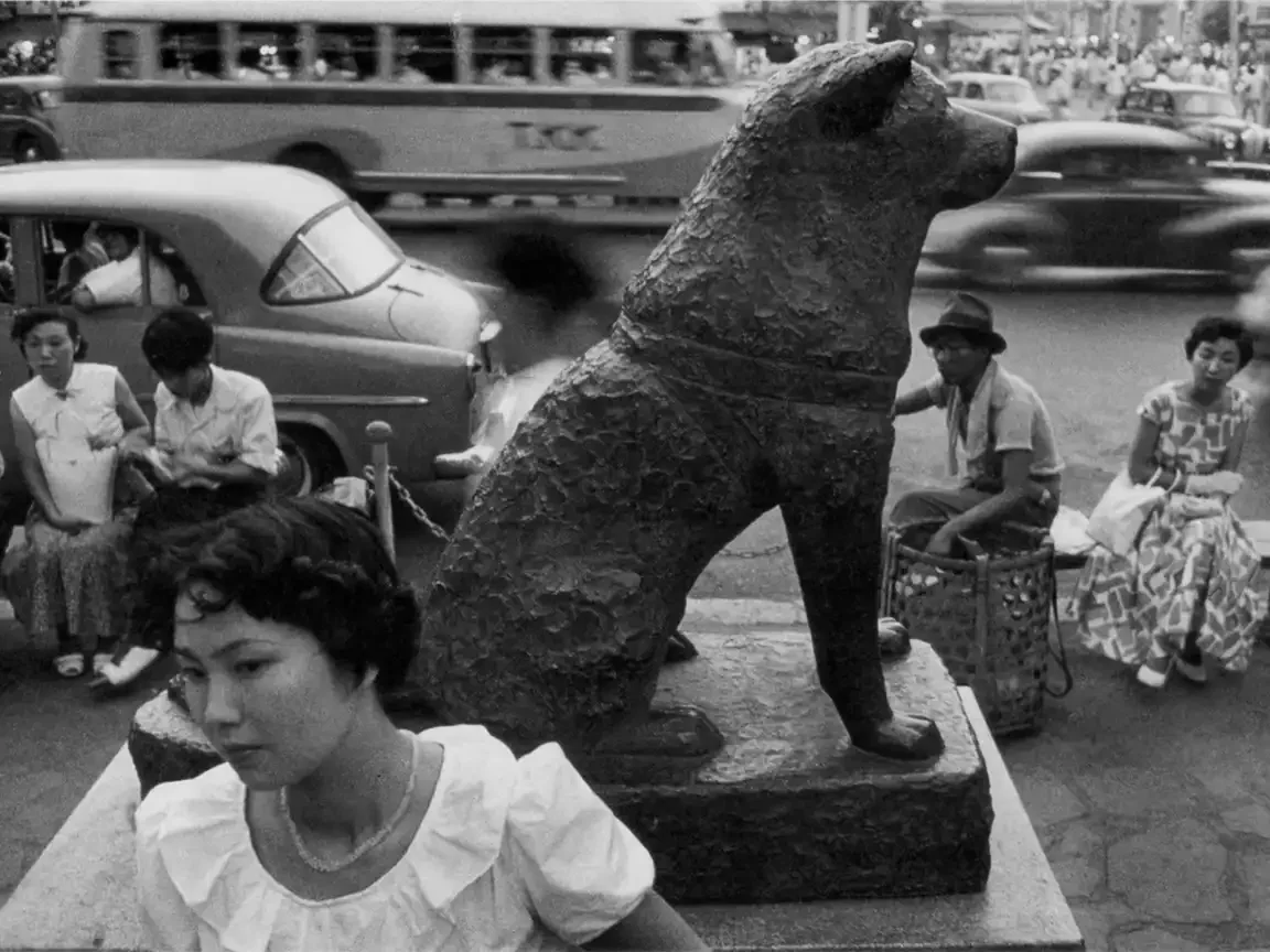 Mid-20th-century photograph of the Hachikō statue at Shibuya Station with people sitting nearby and buses passing. Postwar Hachikō statue at Shibuya Station with people sitting nearby as buses and cars pass in busy Tokyo traffic.