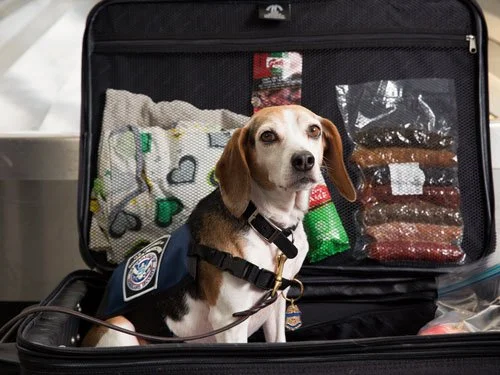 A Beagle Brigade dog sits inside an open suitcase filled with clothes and food items at an airport, wearing a vest with a U.S. Customs and Border Protection badge.