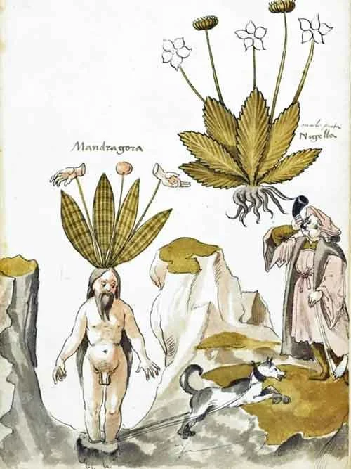 Early Modern illustration of a mandrake with human form and leafy head tied to a dog, with a man blowing a horn and a second mandrake plant floating above.