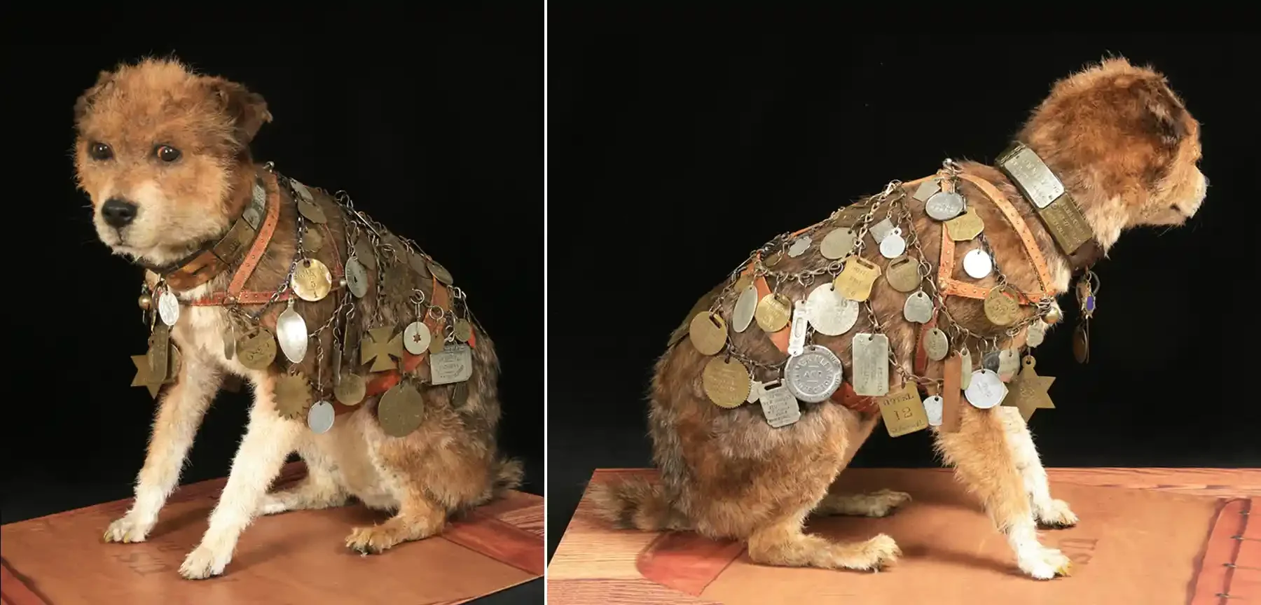Two views of a taxidermy terrier seated on a wooden base, wearing a leather harness strung with chains of brass and silver tags.
