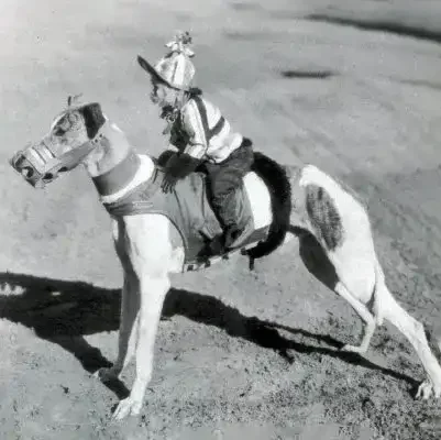 A small monkey in jockey silks and cap sits strapped to the back of a muzzled greyhound standing on sand, held upright by a harness across its body.