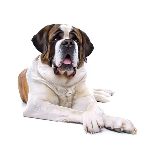 A St. Bernard with long ears and droopy eyes lies down on a white background, looking upward with a calm and gentle expression.