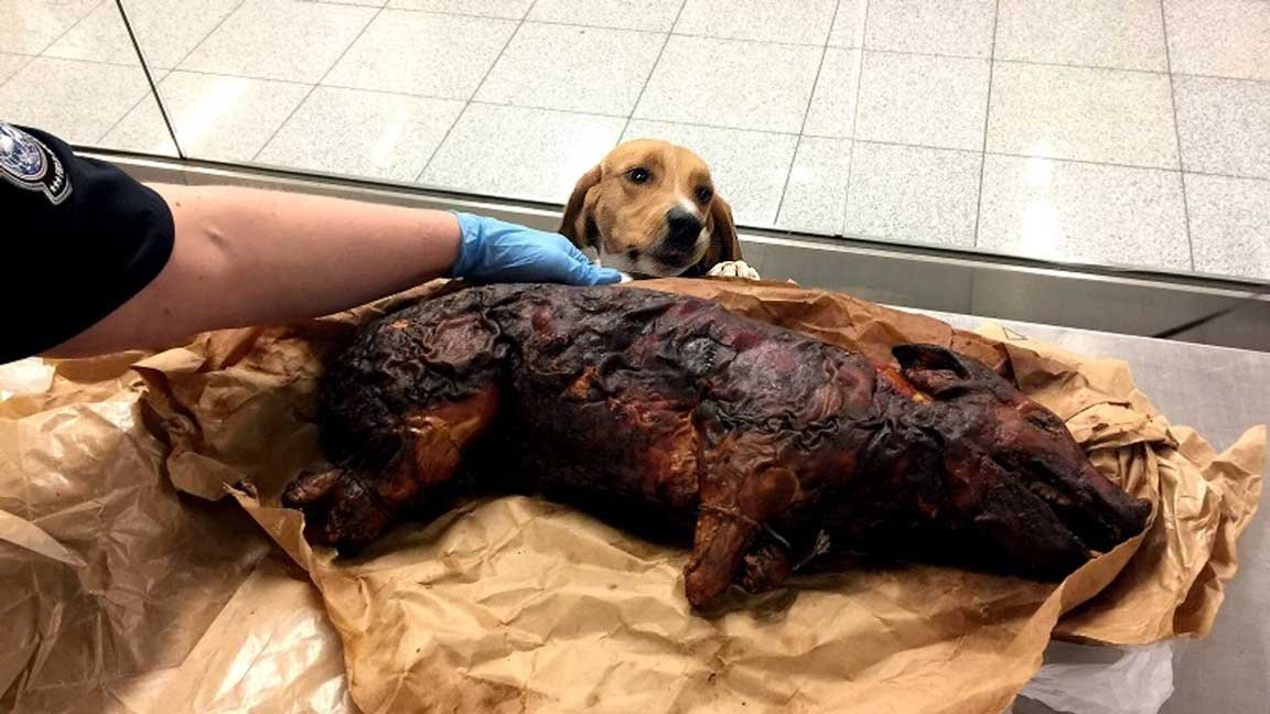 Beagle Brigade dog watches as a whole roasted pig is inspected on a table at an airport checkpoint.
