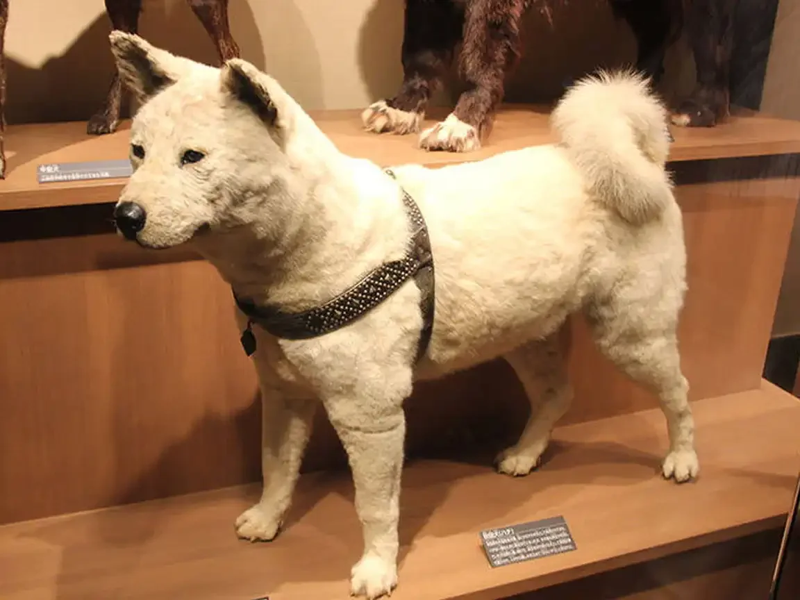 Taxidermy of Hachikō the Akita displayed in a museum exhibit.