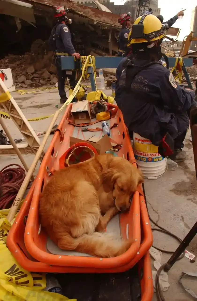 A golden retriever sleeps curled inside an orange rescue basket stretcher at the rubble site while firefighters in helmets rest and work among twisted steel behind.