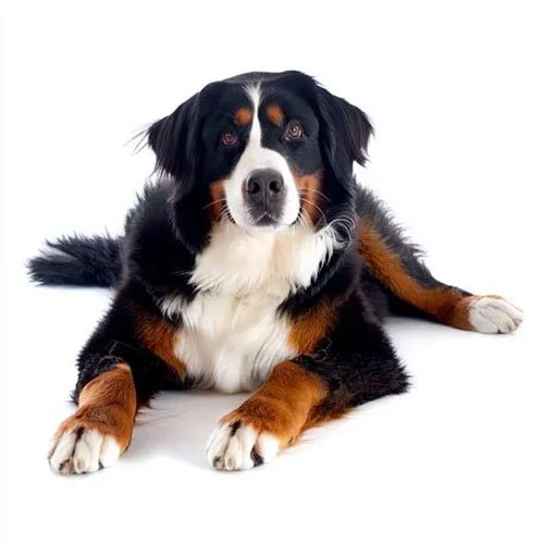 A Bernese Mountain Dog with a thick tricolor coat lies down on a white background, looking directly forward with a relaxed and attentive expression.