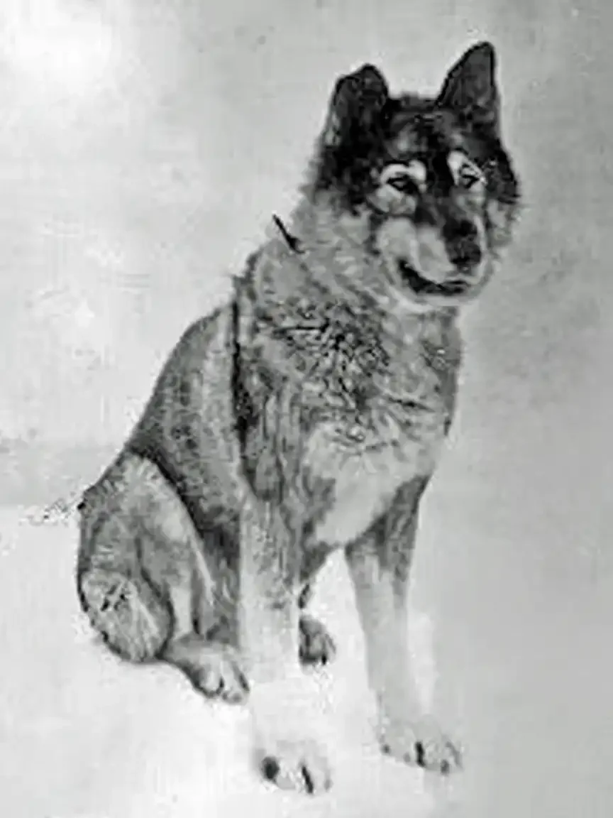 A grainy black-and-white photo of a husky-type dog with upright ears sitting in snow, looking slightly to the side with an alert expression