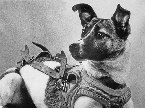 Black and white photo of Laika, the first dog in space, wearing a harness before her historic Sputnik 2 mission.