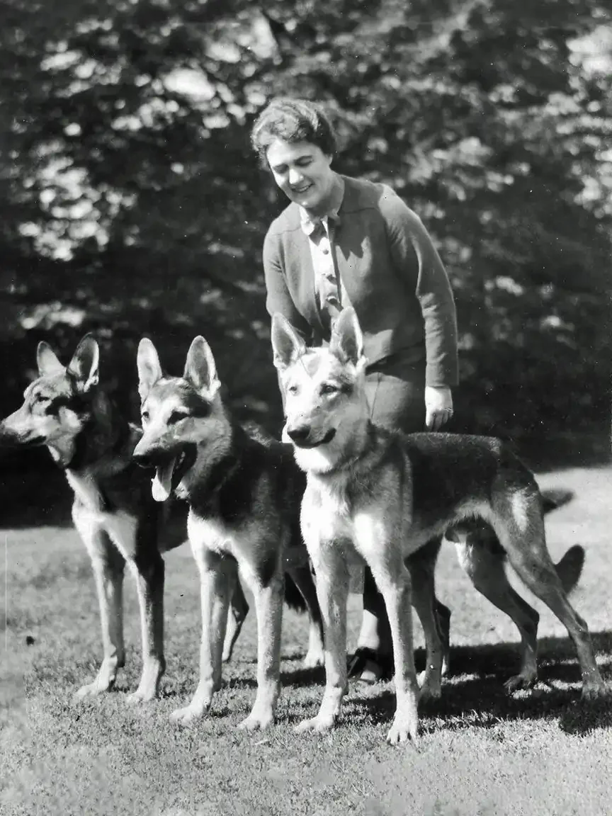 Dorothy Eustis smiles outdoors beside three German Shepherds on a grass lawn, trees behind her, c. late 1920s.