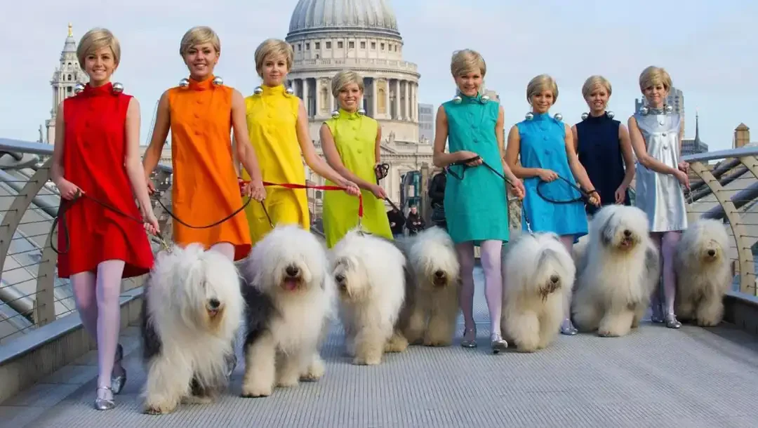 Fashion-style parade on a London bridge: women in colorful dresses each walking an Old English Sheepdog, St Paul’s Cathedral behind.