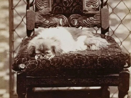 Sepia photograph of Looty, a small fawn Pekingese, lying on a carved wooden chair at Windsor, 1865. Photo by William Bambridge.