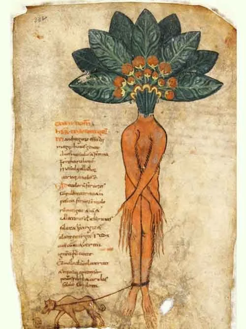Medieval illustration of a mandrake root as a human figure with leafy head, tied at the ankles to a small dog pulling on a leash, with Latin text beside it.