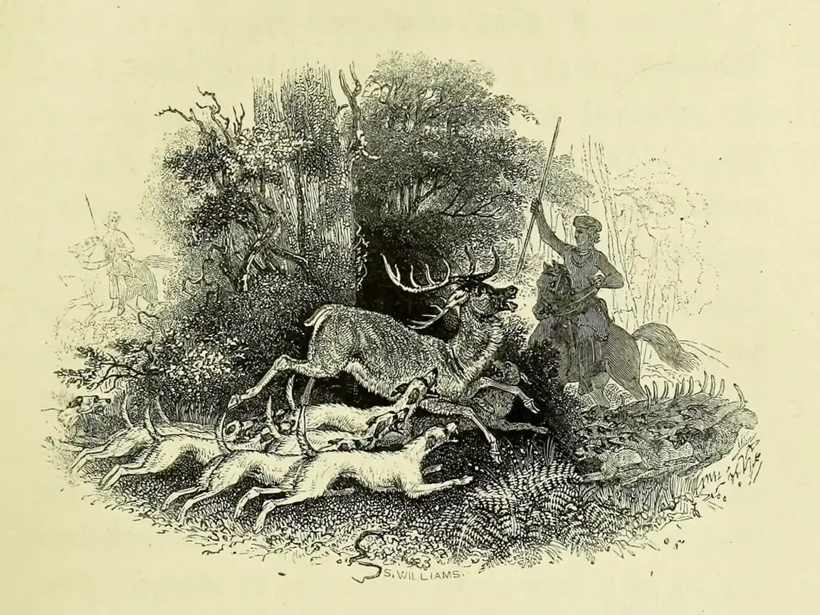 Victorian wood engraving of white hounds pulling down a stag in a dense forest, with a mounted spearman arriving on horseback at right.