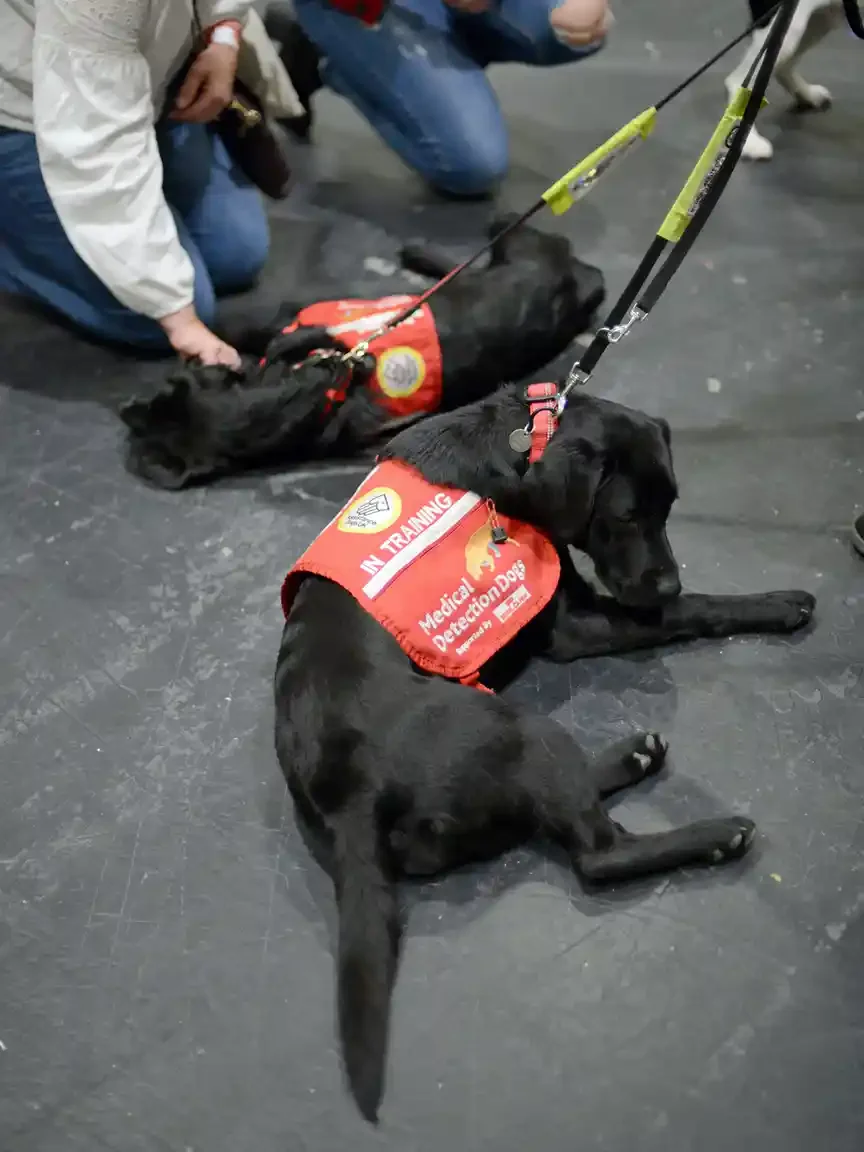Two black Labradors in red jackets reading Medical Detection Dogs lie side by side on a dark floor, leads trailing, while a kneeling person reaches out to stroke the further one.