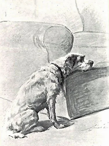 Pencil drawing by Maud Earl of Caesar the wire fox terrier resting his chin on the arm of an empty chair, staring into the middle distance.