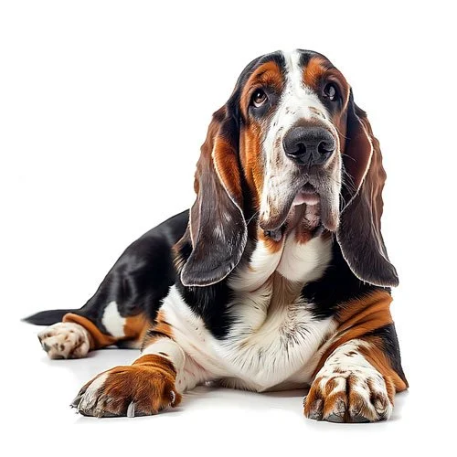 A tricolor Basset Hound with long ears and droopy eyes lies down on a white background, looking upward with a calm and gentle expression.