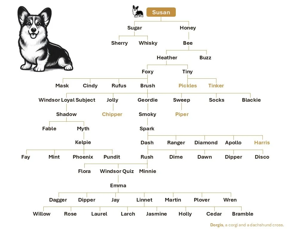 A Family tree across 15 generations starting with one corgis name Susan and over 30 other names of dogs breed by Queen Elizabeth II