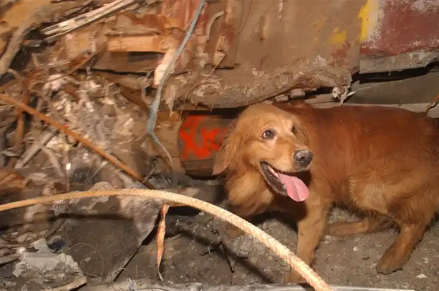 A muddy golden retriever stands panting under a low overhang of splintered wood and crushed metal, tongue out, looking up toward the camera, orange spray-paint mark nearby.