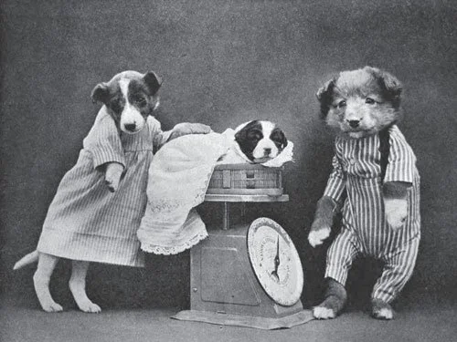 Vintage photo of three dressed-up puppies; one puppy is in pajamas, one is wrapped like a baby on a scale, and another stands beside them in striped overalls, all posed for a whimsical portrait.