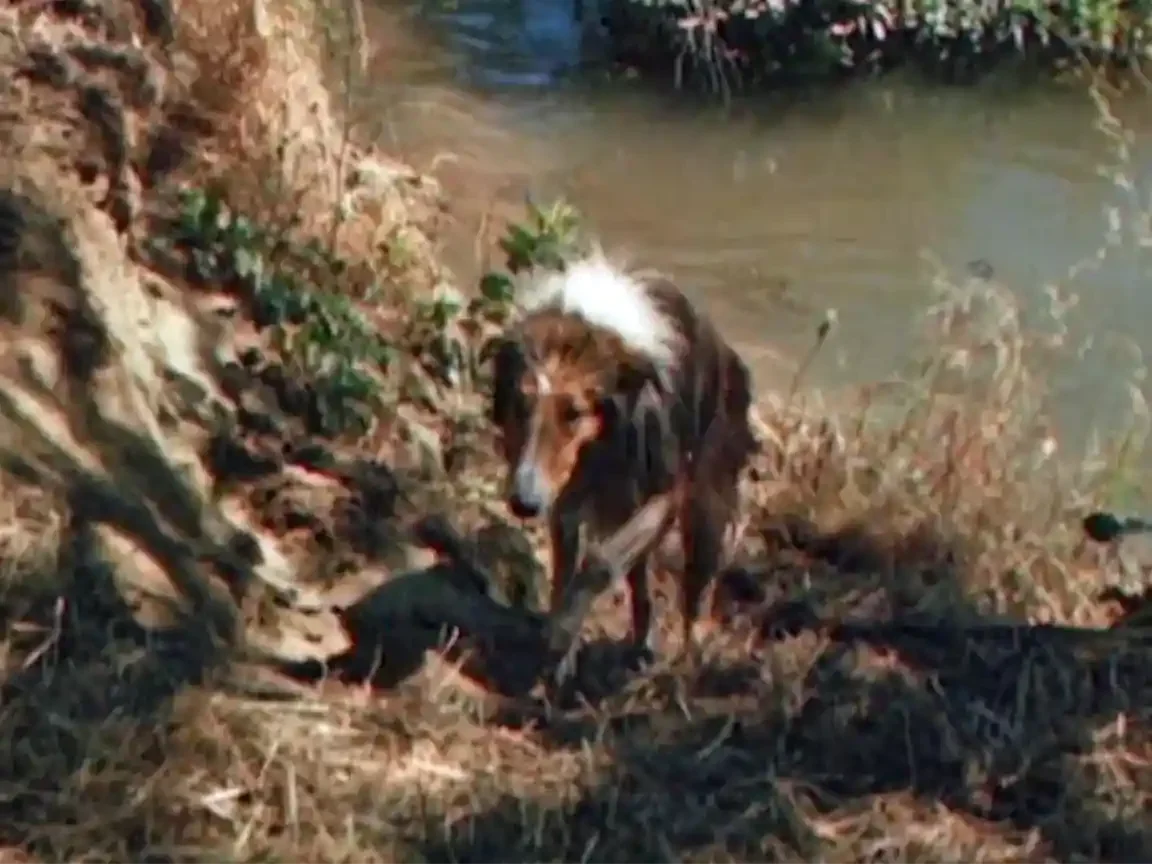 A soaked rough collie climbs a muddy bank away from brown water, head low, coat flattened against its body, moving toward the camera through dry grass.