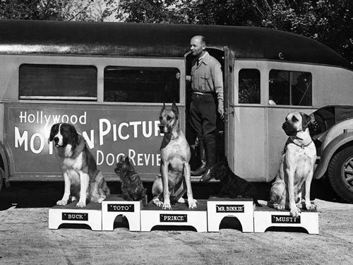 Dog trainer Carl Spitz stands beside a bus marked "Hollywood Motion Picture Dog Revue" as five trained dogs, including Toto, pose on named platforms in a 1939 promotional photo.