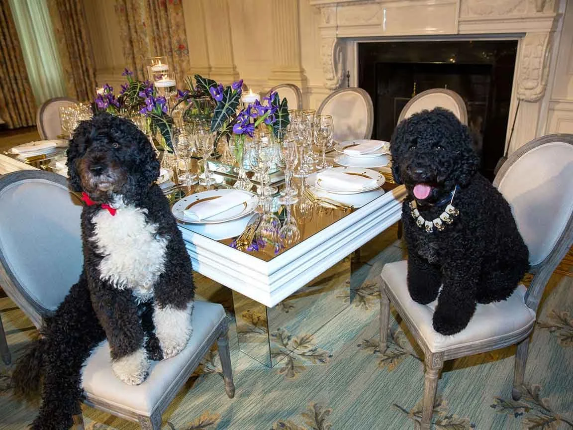 Bo and Sunny, the Obama family’s Portuguese water dogs, sit on chairs at a formal White House dinner table, one wearing a red bow tie and the other a pearl necklace.