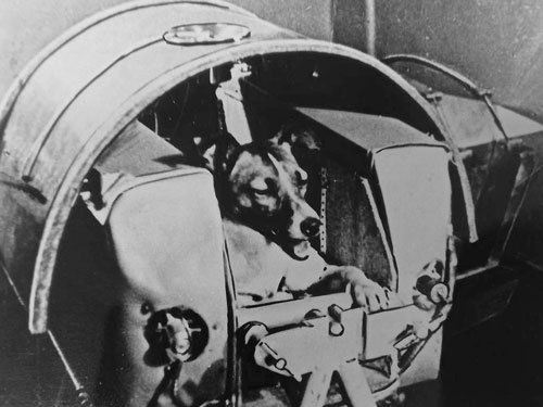 Historic black and white photo of Laika, the Soviet space dog, inside the Sputnik 2 capsule, resting her head and paws as she awaits launch into orbit in 1957