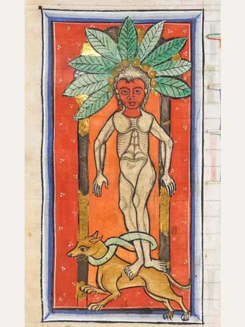 Bright medieval illustration of a mandrake as a human figure with leafy crown and red face, tied to a dog pulling at its feet, set against a vivid red background.