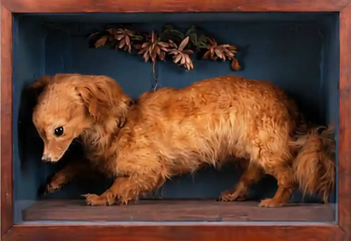 A taxidermied dog with a long body, short legs and shaggy reddish-gold fur stands in a wooden case against a blue-grey panel, head lowered, one forepaw raised, artificial leaves fixed above.