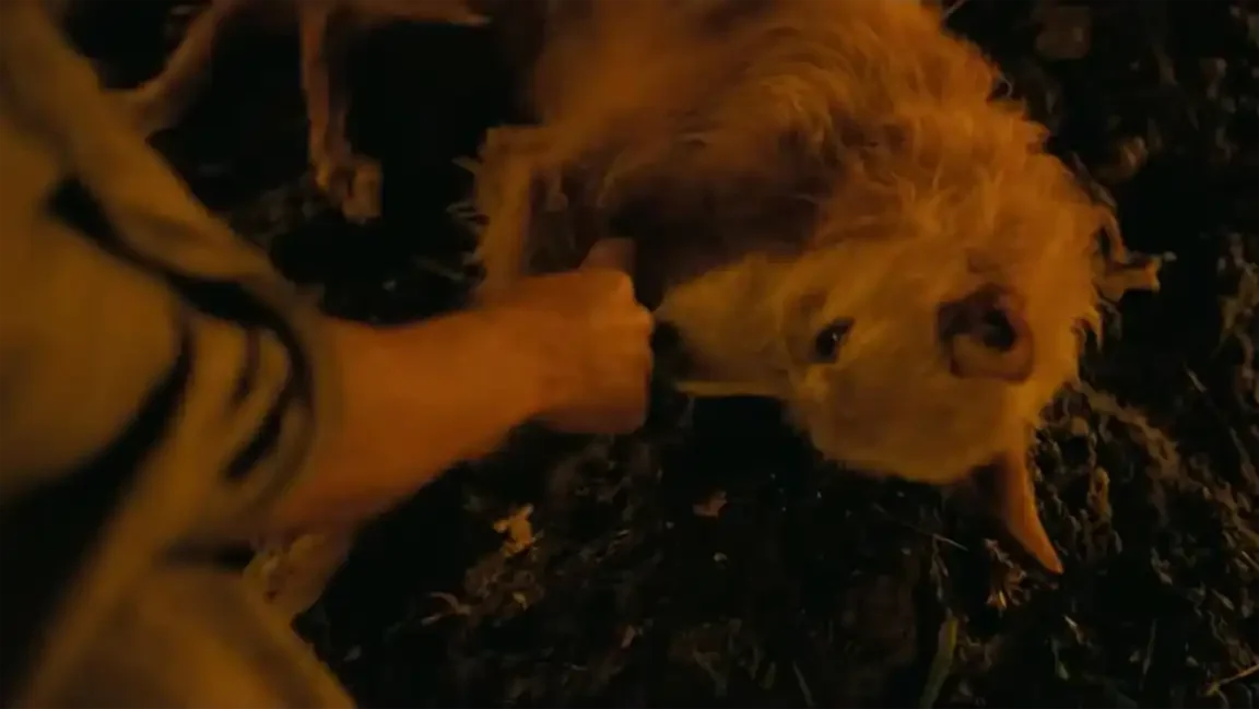 An aged, golden-furred dog lies on dark ground at night, exhausted and barely able to lift his head, as a human hand reaches down to touch him in a final moment of recognition.