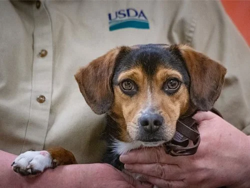 A Beagle from the USDA’s Beagle Brigade is held gently by a uniformed handler, looking calmly into the camera with alert eyes and a secure grip on its harness.