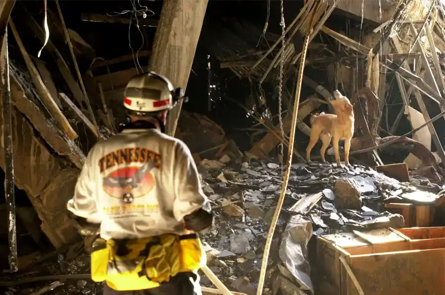 A rescuer in a helmet and Tennessee task force jacket stands with his back to the camera, watching a pale yellow dog stand head-raised on a mound of debris inside a dark collapsed interior.