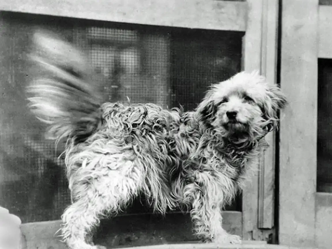 Black-and-white portrait of Rags, a shaggy mixed-breed terrier, standing alertly with tail in motion, photographed against a wire screen door.