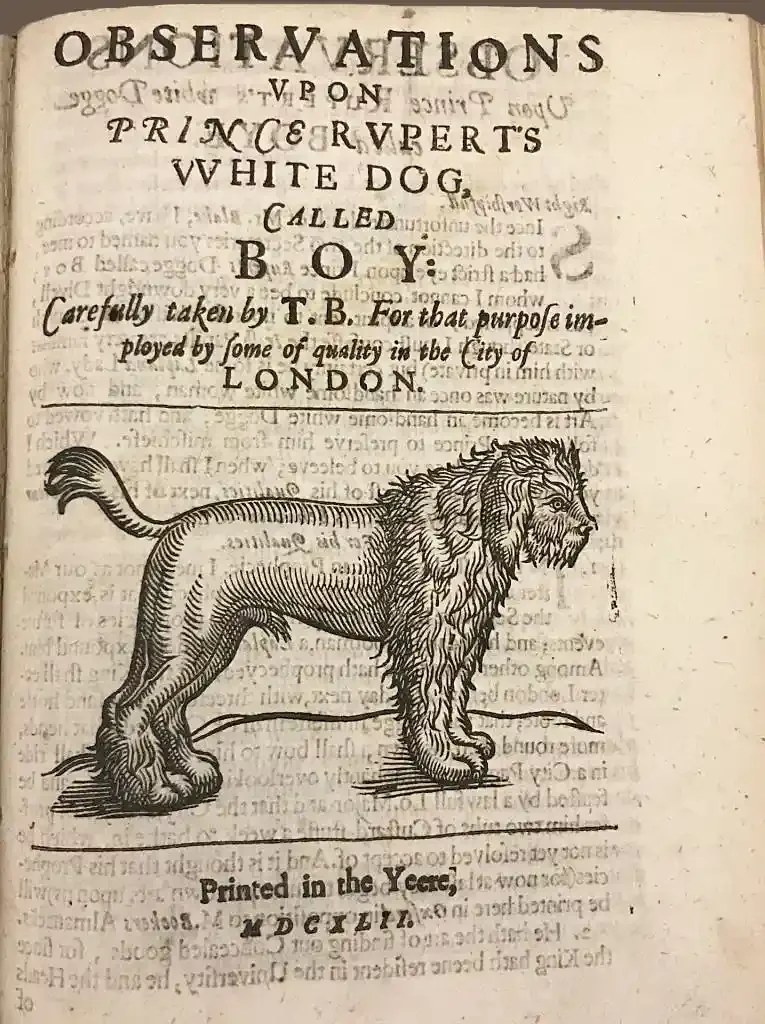 Aged book page: bold title "OBSERVATIONS UPON PRINCE RUPERT'S WHITE DOG, CALLED BOY" above a woodcut of a shaggy, maned dog standing in profile, overlaid on older printed text beneath.