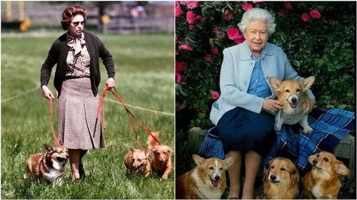 Side-by-side photos of Queen Elizabeth II: one walking her Corgis in a field, and the other seated with several Corgis on a bench, highlighting her lifelong love of the breed.