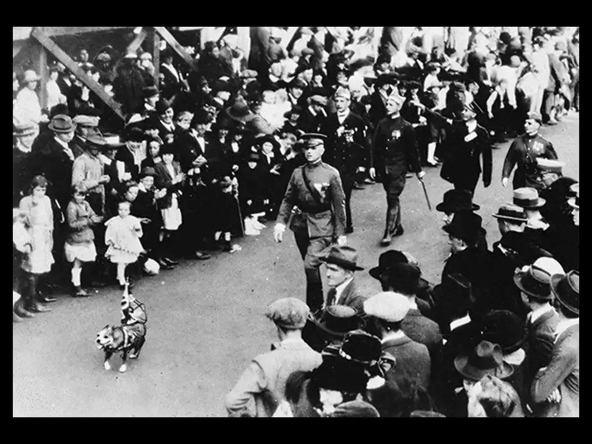 Large crowd fills both sides of a street as uniformed veterans march; a decorated dog leads near the front of the procession.
