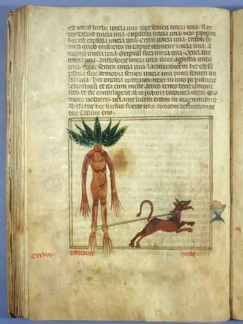 Medieval illustration of a mandrake with a leafy head and human form tied to a red dog pulling toward a bowl, on a manuscript page with Latin text.