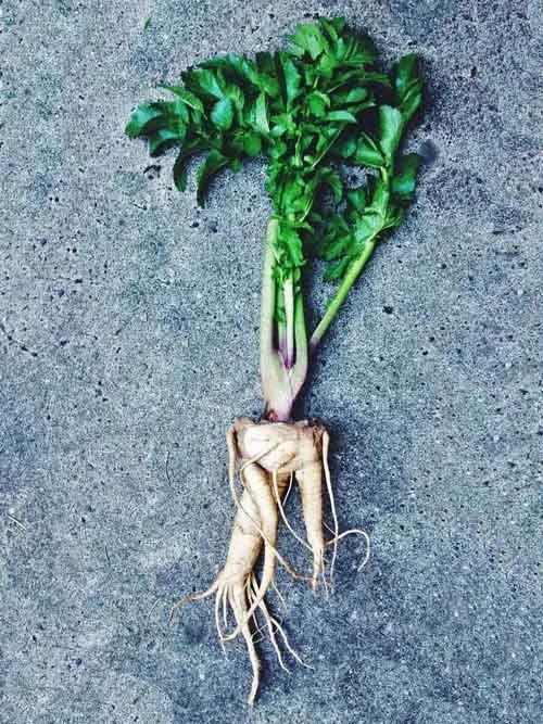 A freshly dug mandrake root with green leaves and a pale, human-like root structure lying on a gray concrete surface.