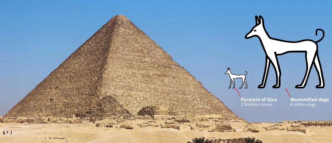 Great Pyramid of Giza with a graphic comparing its scale to the estimated number of mummified dogs found in ancient Egyptian burial sites.