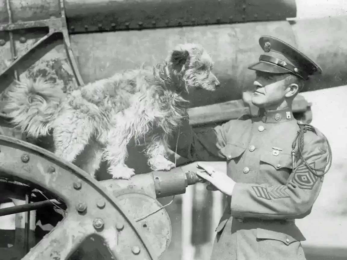 Rags, a scruffy terrier, stands on a field artillery wheel beside a uniformed U.S. Army sergeant who steadies him, photographed outdoors.