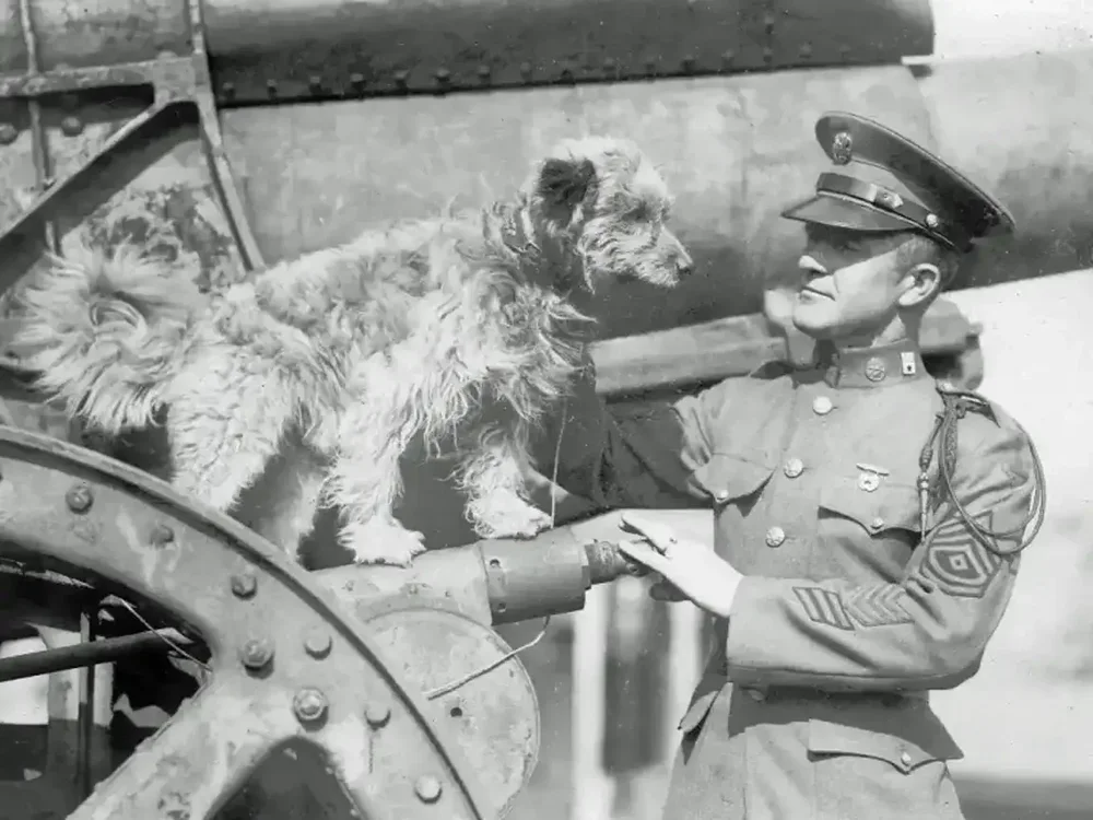 Rags: WWI Hero of the 1st Infantry Division | Dogs in History