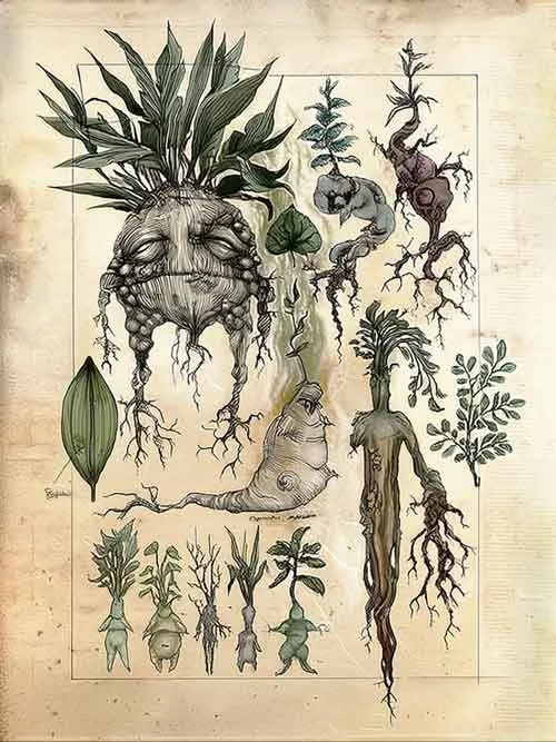 Illustration of various mandrake root figures with human-like features, surrounded by botanical sketches and fantasy-inspired plant forms on an aged parchment-style background.