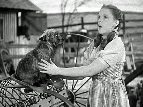 Dorothy (Judy Garland) sings to Toto, perched on farm equipment, in a black-and-white scene from the opening of The Wizard of Oz (1939).