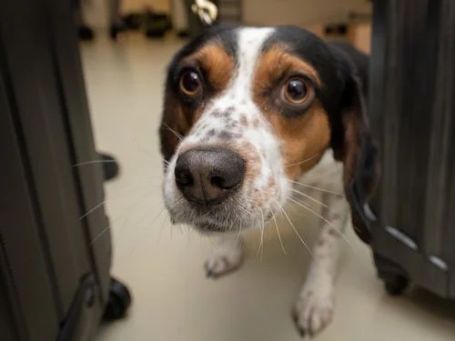 A close-up of a Beagle with alert eyes sniffing between luggage in an airport setting, part of the USDA's Beagle Brigade used for detecting contraband food items.