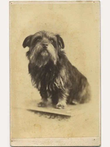 Historic 19th-century studio photograph of a small shaggy terrier believed to represent Greyfriars Bobby.